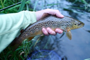 A nice 11.5" I caught this evening on the Kinni