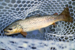 This guy took my little version of the "Bread and Butter Caddis." The fish were going after it even though there were mostly sulphurs in the air!