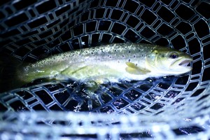 This solid 12.5" took a bread and butter caddis just after dark. After a good fight, I finally got him in the net.