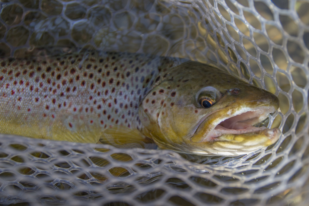 This 16-incher is my second biggest Wisconsin trout.