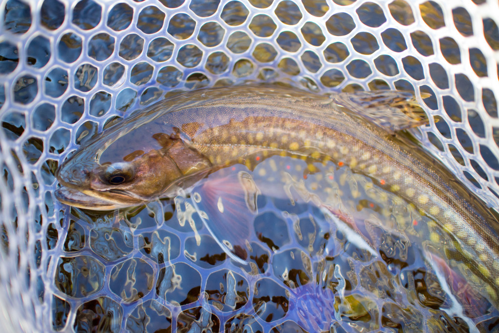 This 12.5 incher is my biggest brookie to date!