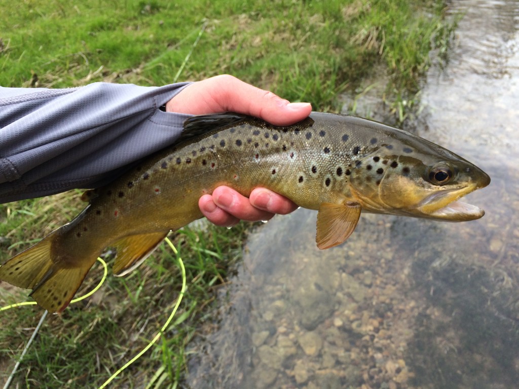 This 13" brown is one of the last fish I caught.