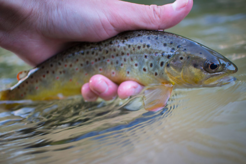 One of my first fish of the night.