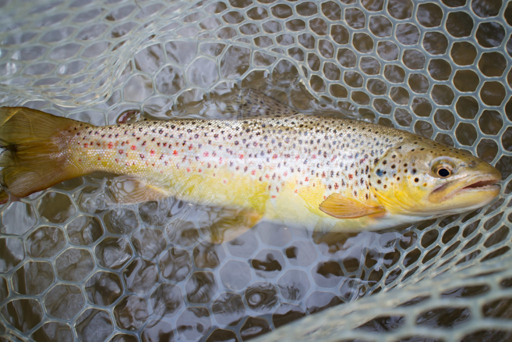 This fatty was one of Aric's bigger fish of the day.